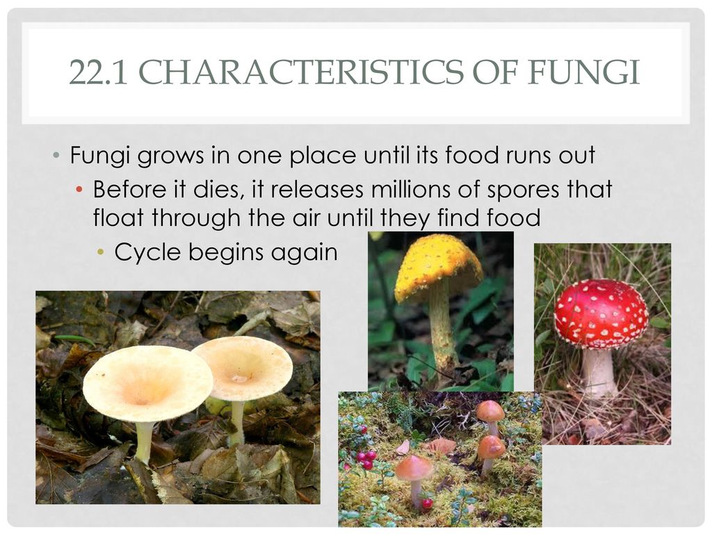 Chapter 22 Fungi Biology II – Loulousis. - ppt download