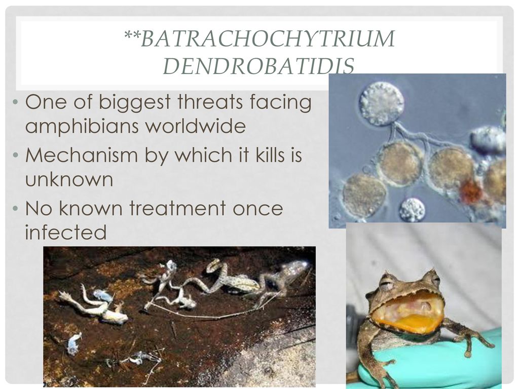 Chapter 22 Fungi Biology II – Loulousis. - ppt download