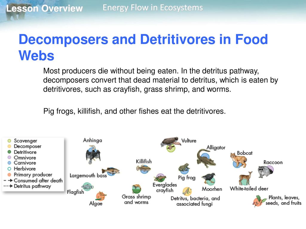 Decomposers and Detritivores in Food Webs