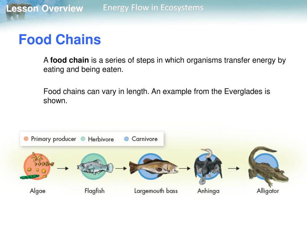Food Chains A food chain is a series of steps in which organisms transfer energy by eating and being eaten.