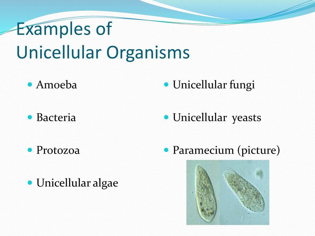 Unicellular Organisms vs. Multicellular Organisms - ppt download