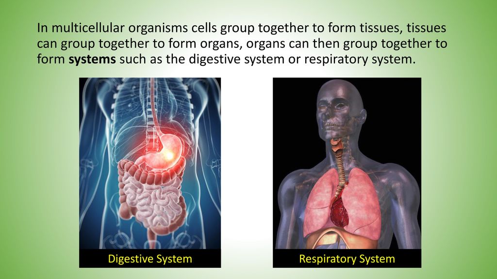 Cells, Tissues Organs & Systems - ppt download