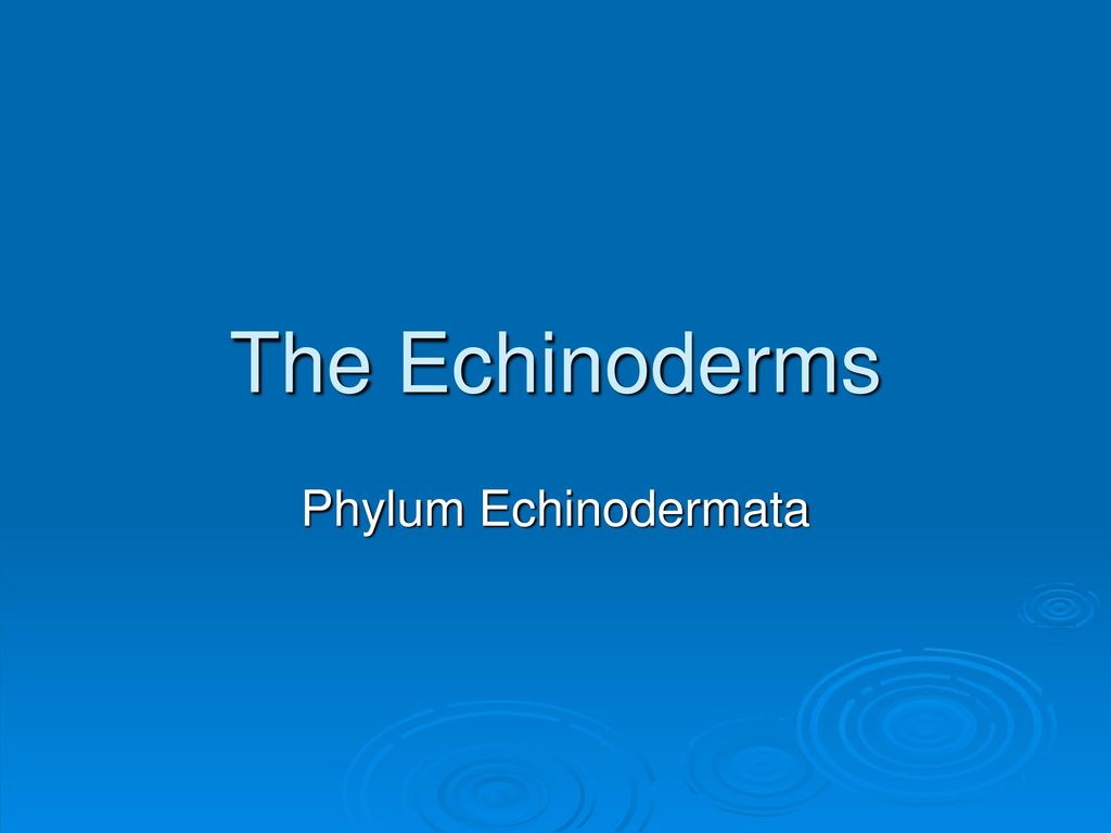 The Echinoderms Phylum Echinodermata