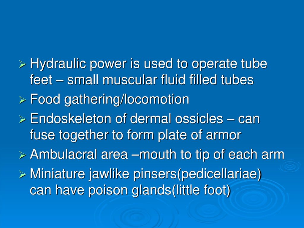 Hydraulic power is used to operate tube feet – small muscular fluid filled tubes