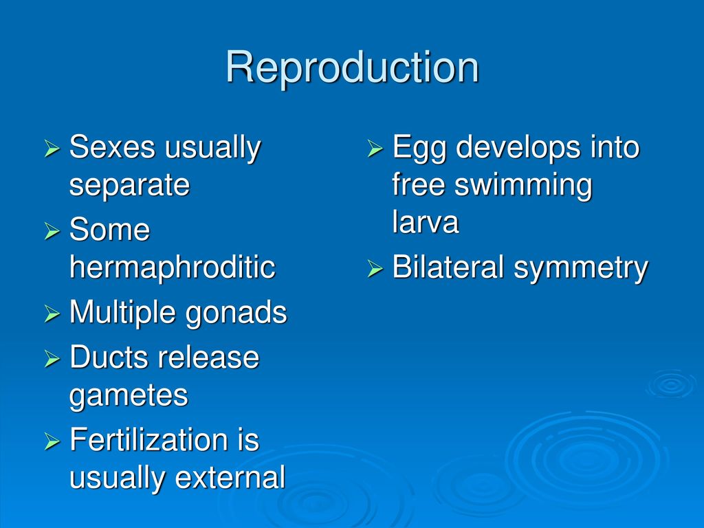 Reproduction Sexes usually separate Some hermaphroditic