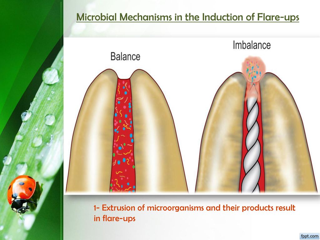 Microbial Mechanisms in the Induction of Flare-ups