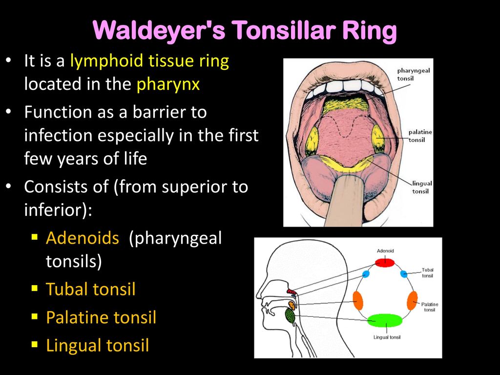 Waldeyer's Ring | Definition, Formation, Situation, Functions | ENT Lecture  - YouTube