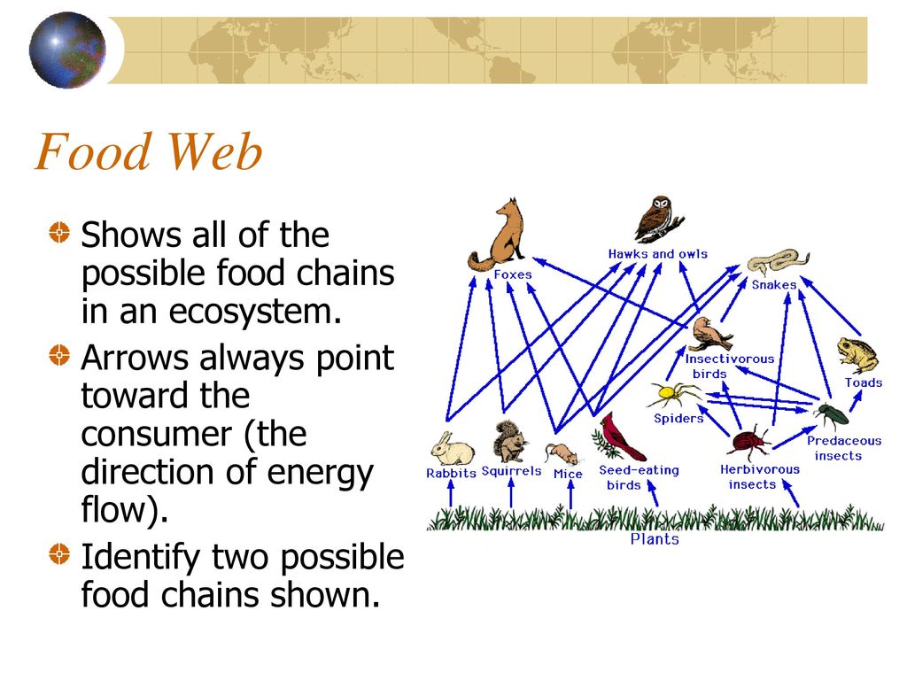 The study of the interaction of living things with their environment ... Biology Diagrams
