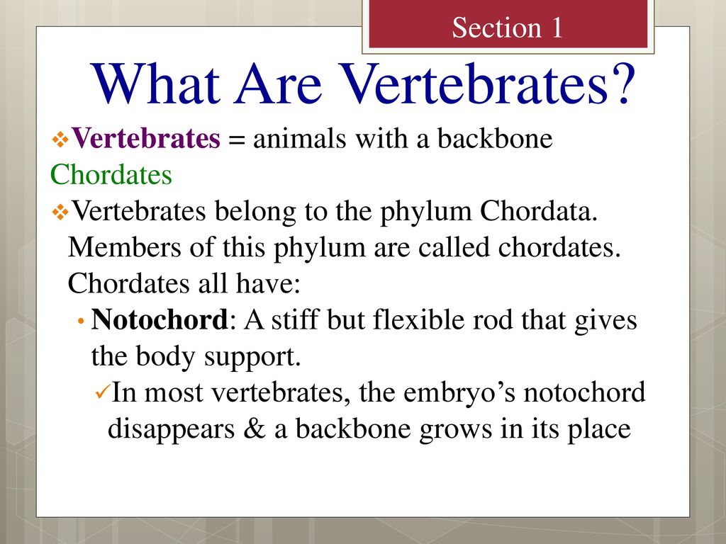 Fishes, Amphibians, & Reptiles - ppt download