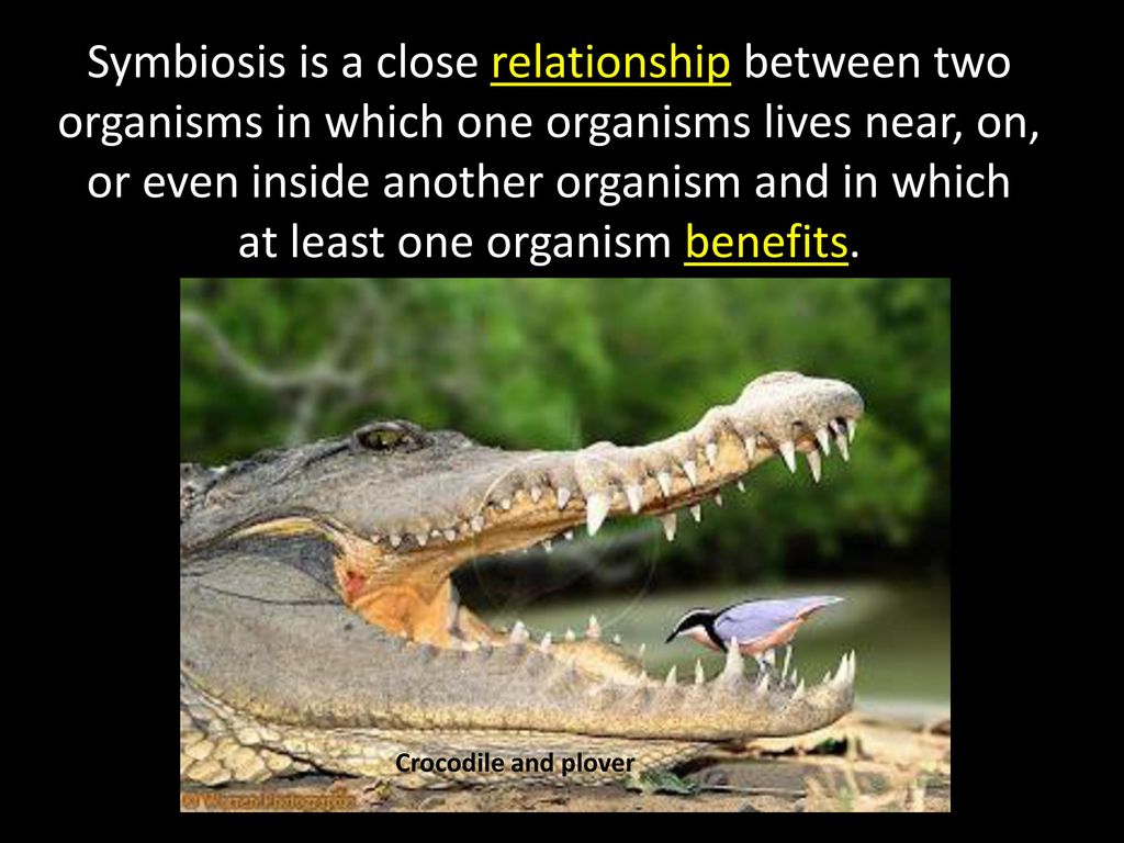 Mutualism Crocodile And Bird