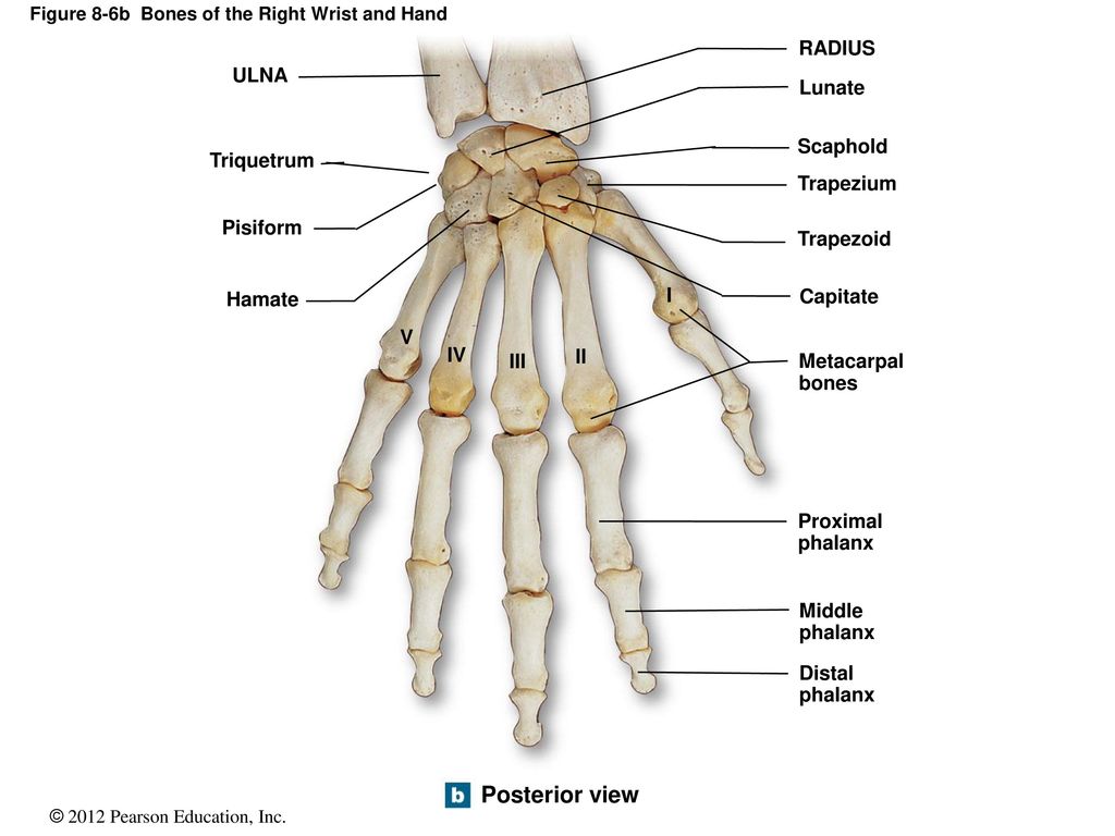 8 The Appendicular Skeleton. - ppt download