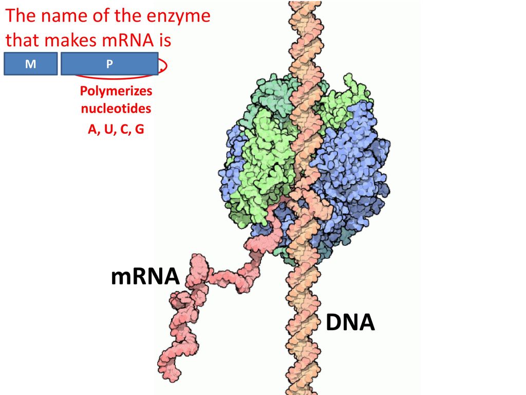 Recall that cells use dna to make protein ppt download