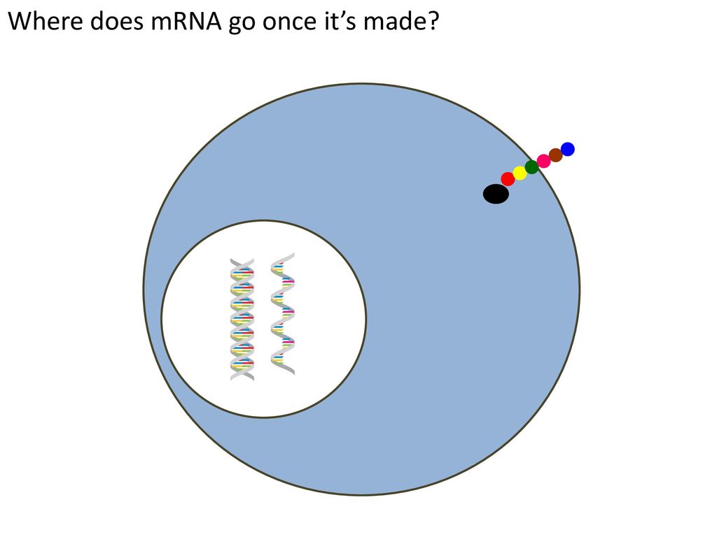 Recall that cells use dna to make protein ppt download