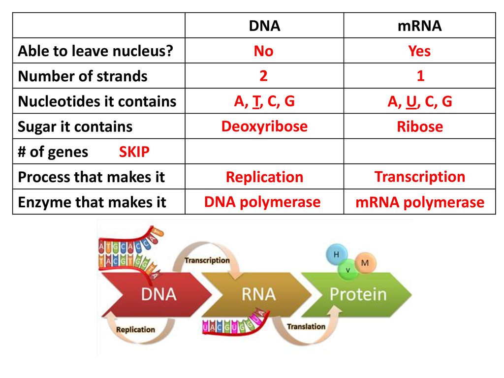 DNA mRNA. Able to leave nucleus Number of strands. Nucleotides it contains. Sugar it contains.