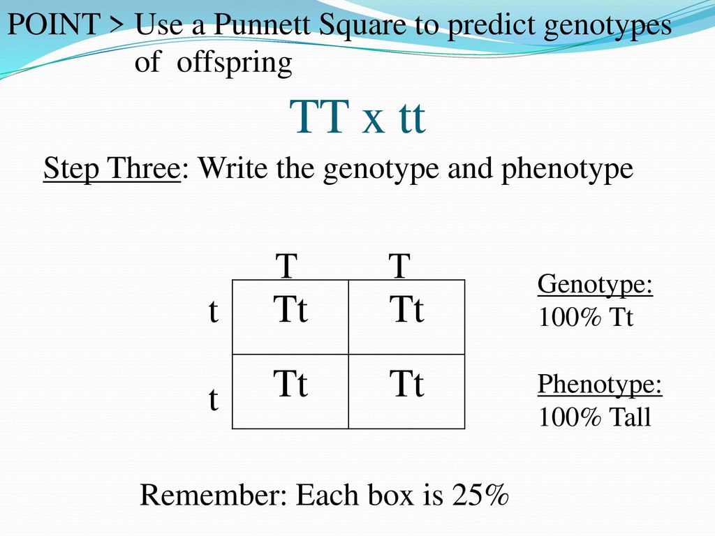 19.19 Probability and Genetics - ppt download