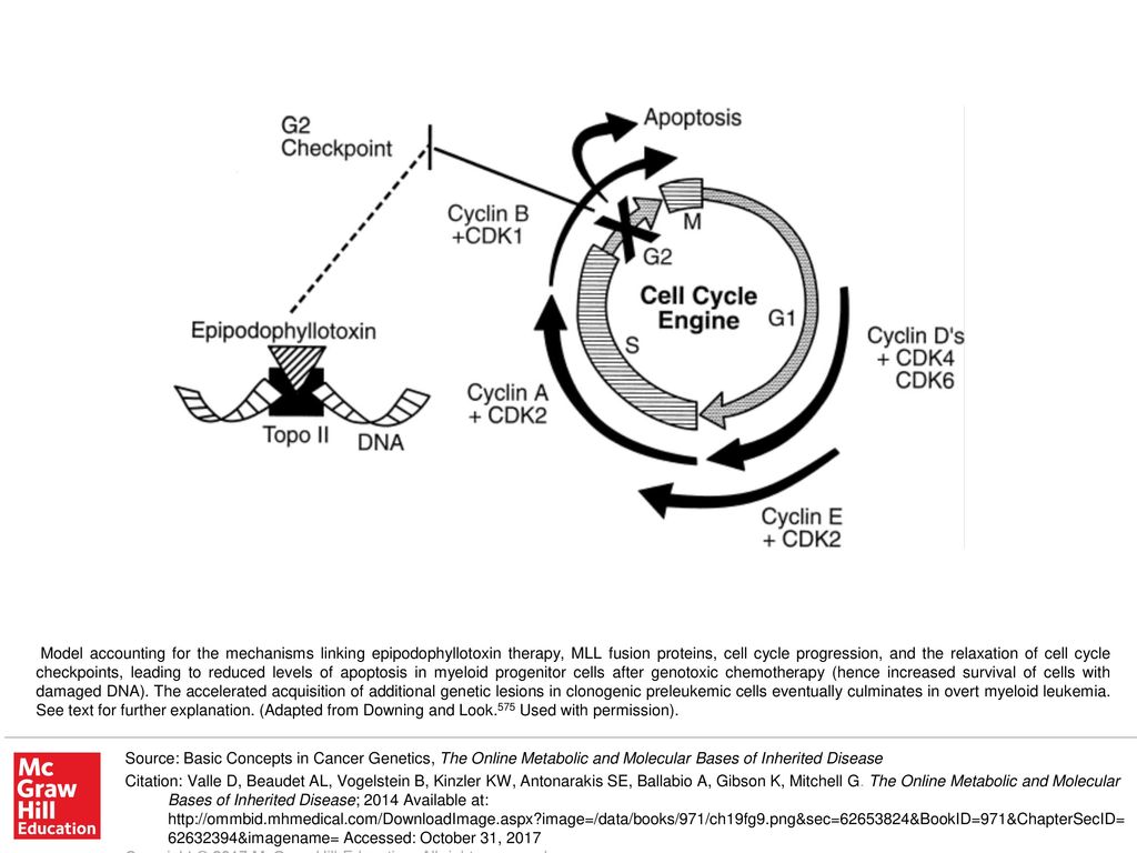 Model Accounting For The Mechanisms Linking Epipodophyllotoxin Therapy Mll Fusion Proteins Cell Cycle Progression And The Relaxation Of Cell Cycle Checkpoints Ppt Download
