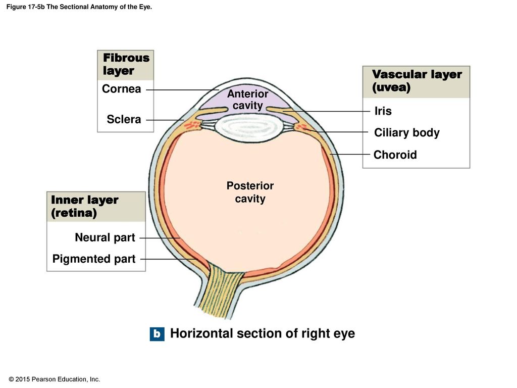 An Introduction to the Special Senses - ppt download