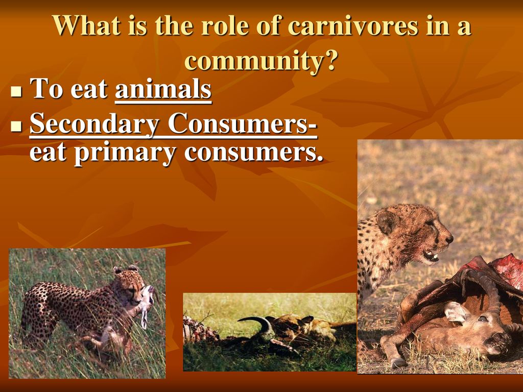 Aim: How do organisms have different roles in the environment? Biology Diagrams