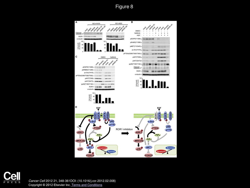 Figure 8 ROR1 Repression Inhibits Lung Adenocarcinomas, Irrespective of the EGFR Status.