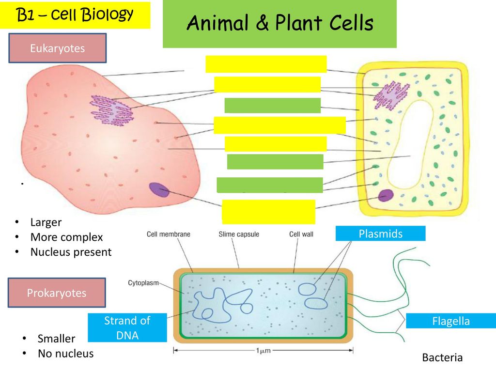 Animal Plant Cells Eukaryotes Cell Membrane Ribosomes Cell Wall