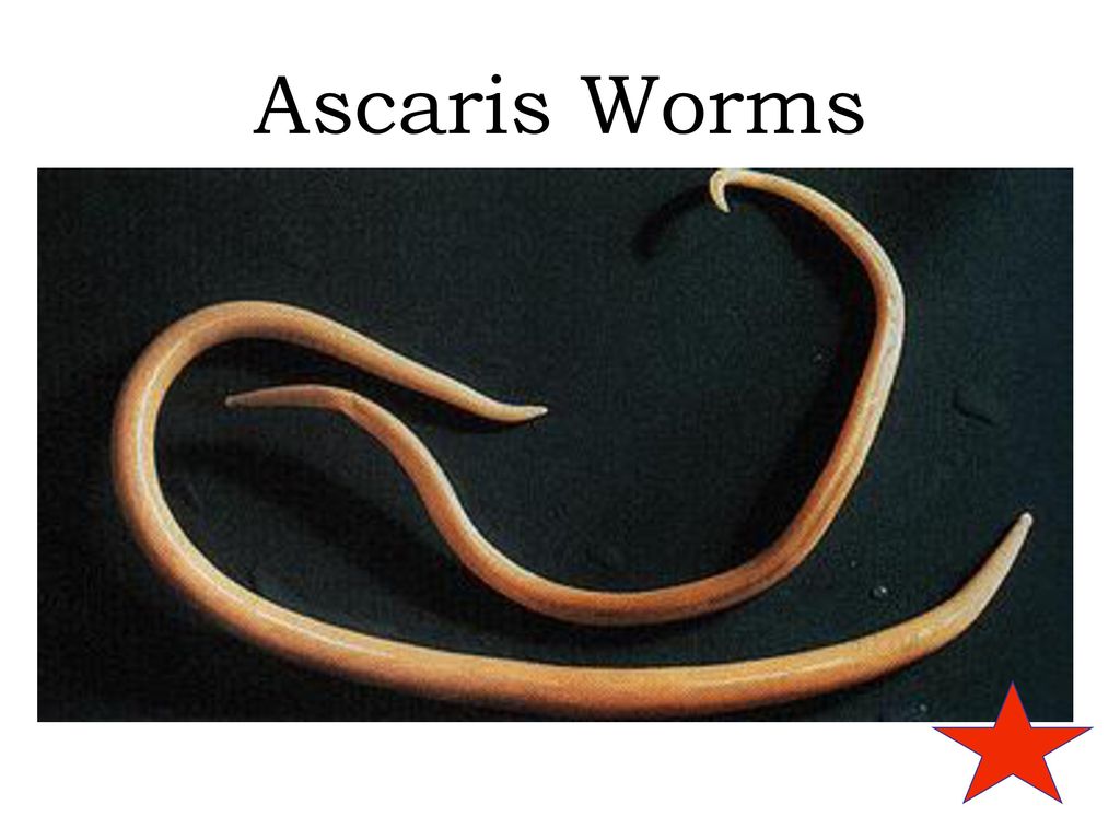 К какому типу животных относят аскариду. Круглые черви аскарида человеческая. Круглый гельминт Ascaris lumbricoides. Паразитический червь аскарида.