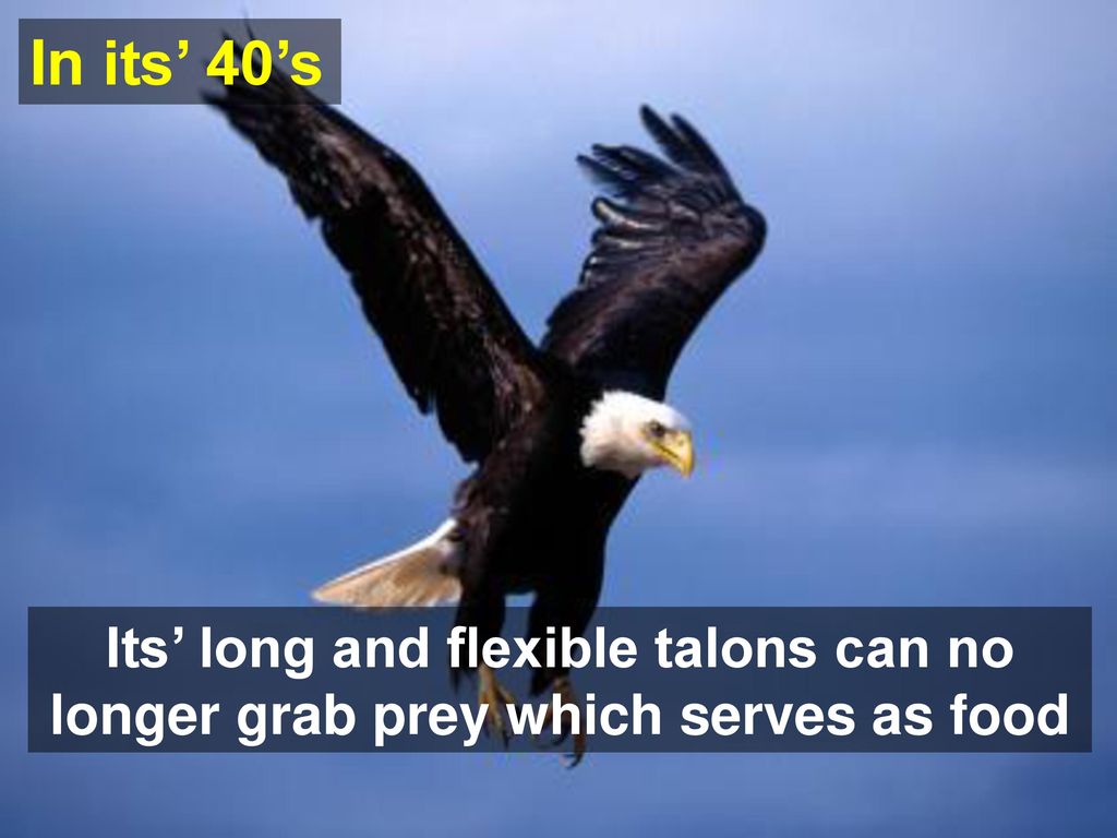 In its’ 40’s In its’ 40’s. Its’ long and flexible talons can no longer grab prey which serve as food.