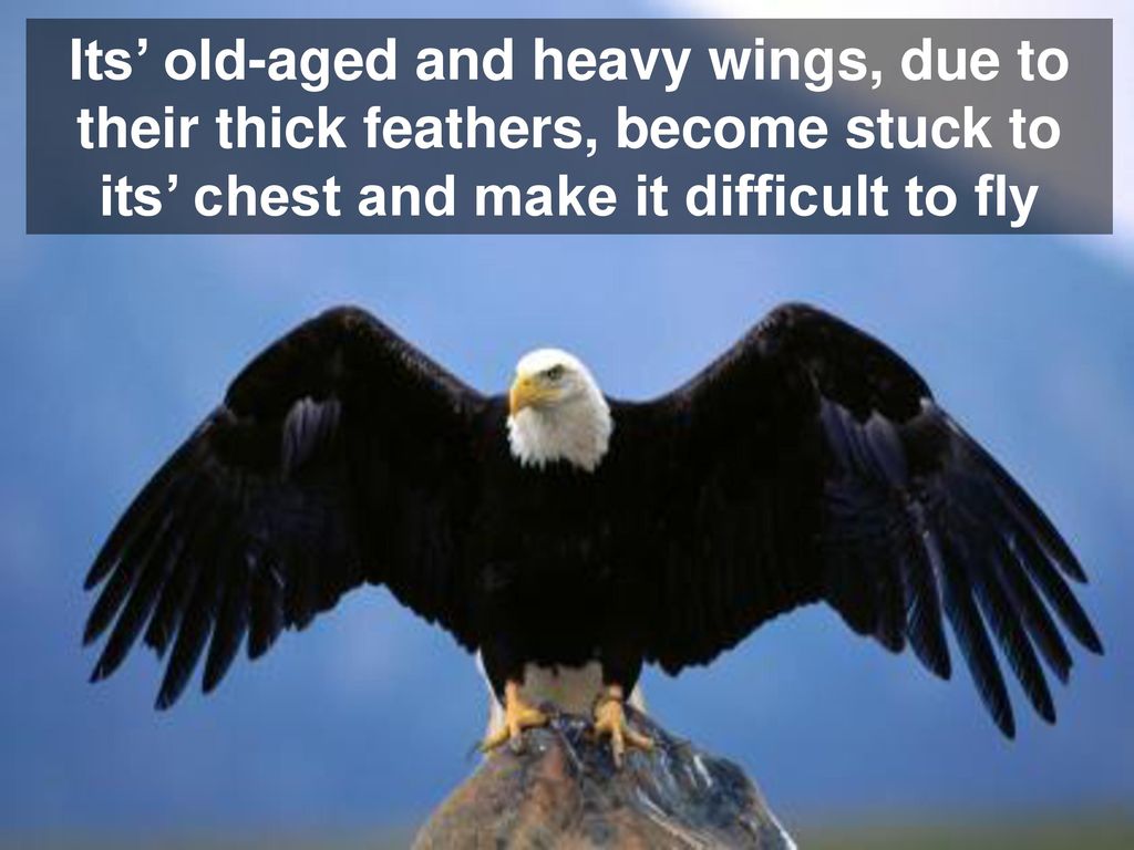 Its’ old-aged and heavy wings, due to their thick feathers, become stuck to its’ chest and make it difficult to fly