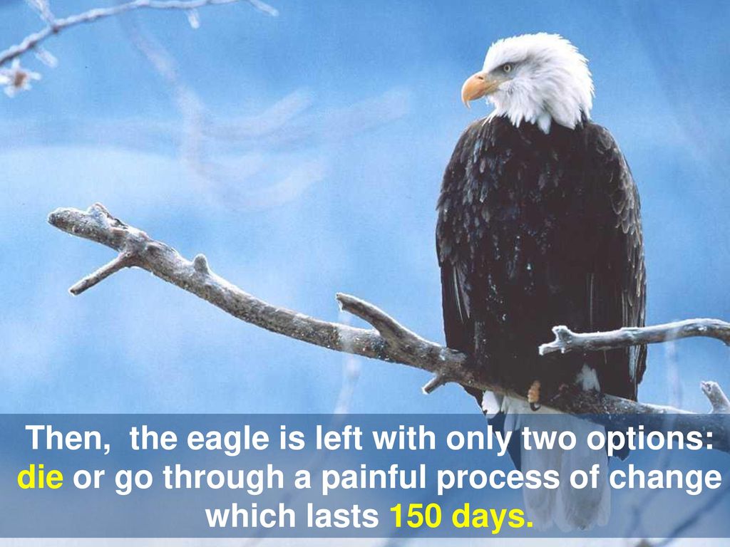 okay Then, the eagle is left with only two options: die or go through a painful process of change which lasts 150 days.
