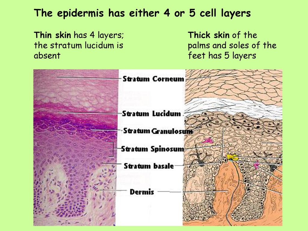 Week 13 The Integumentary System. - ppt download