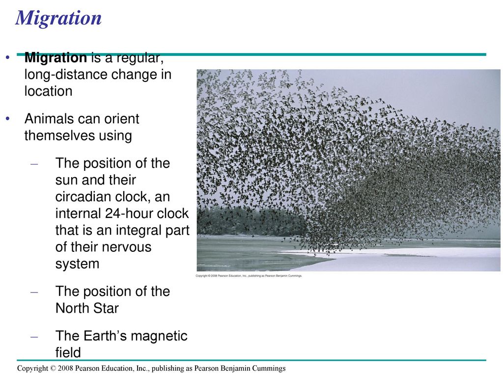 Migration Migration is a regular, long-distance change in location