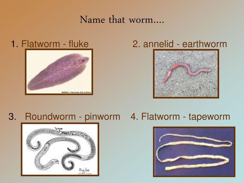 pinworm annelid a legjobb tabletták mindenféle férgekből