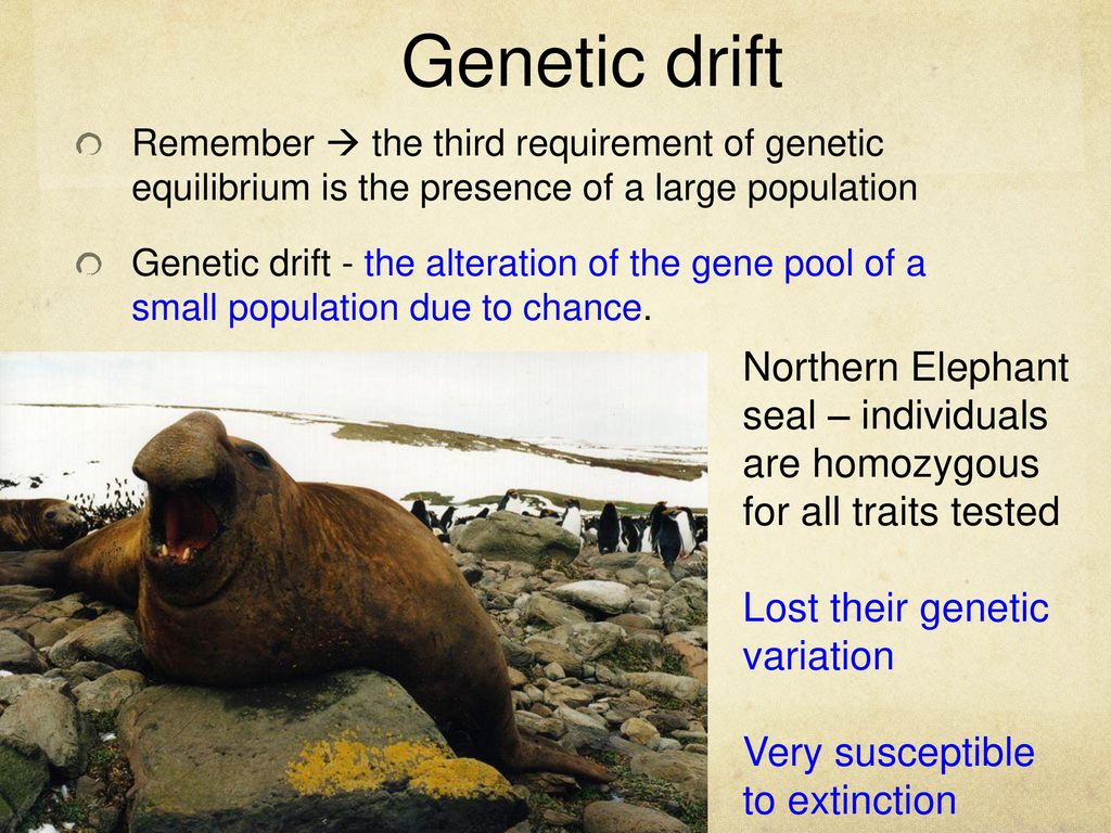 Disruption of Genetic Equilibrium - ppt download