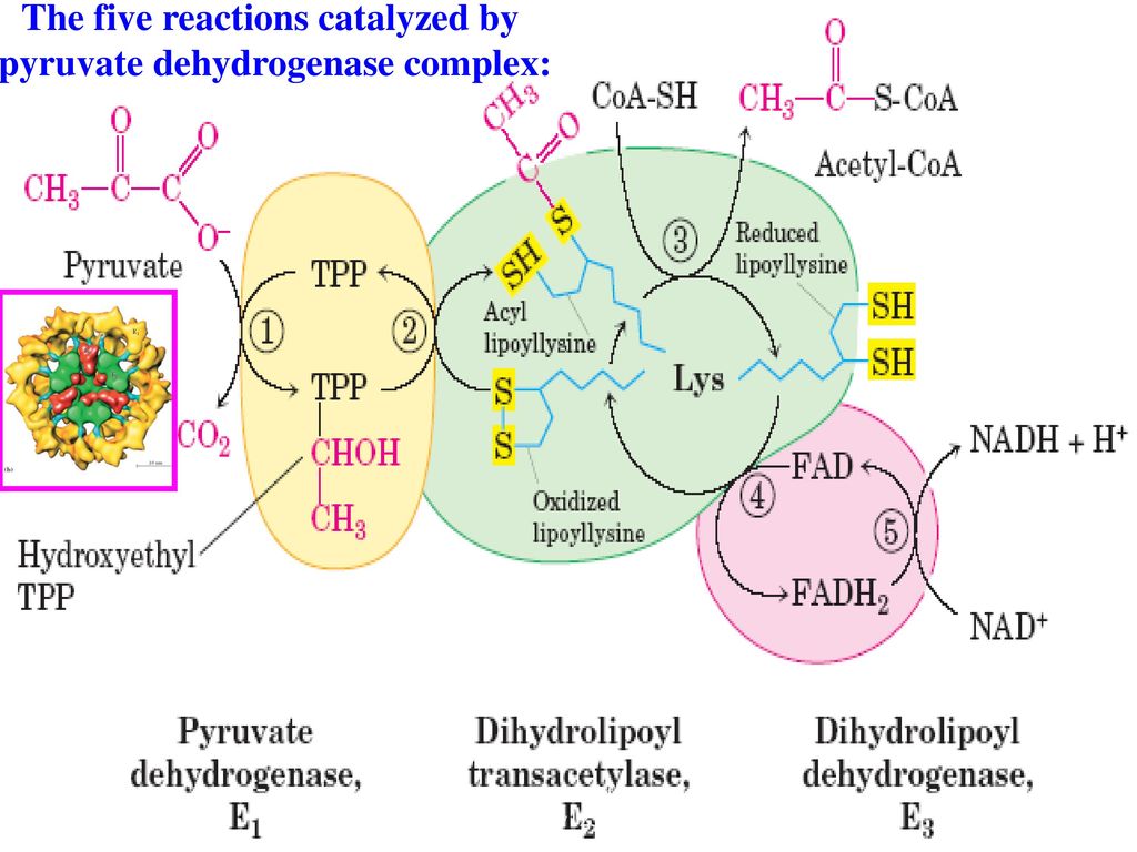 Chapter 16 The Citric Acid Cycle - ppt download