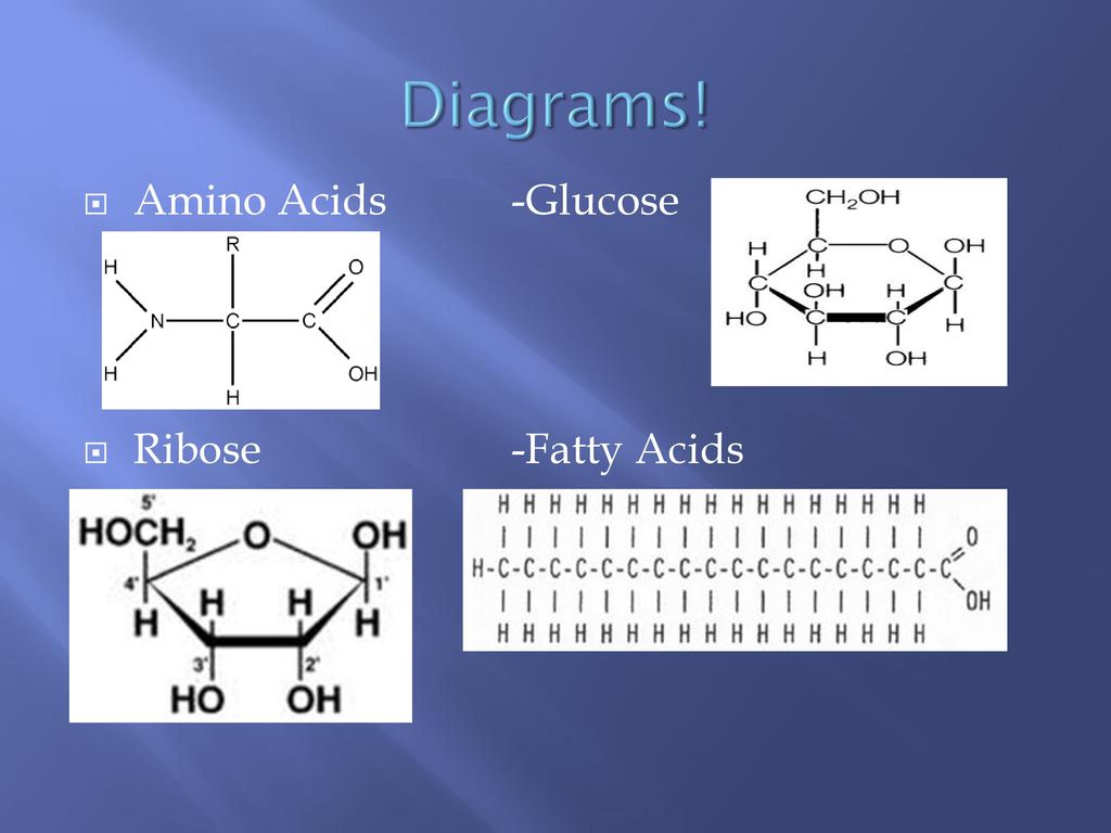 Diagrams! Amino Acids -Glucose Ribose -Fatty Acids