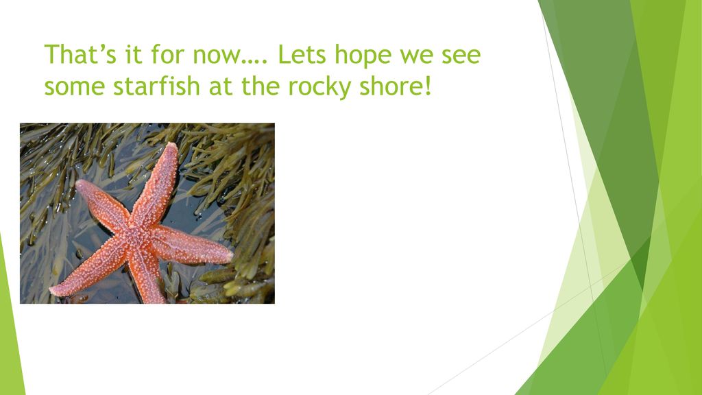 That’s it for now…. Lets hope we see some starfish at the rocky shore!