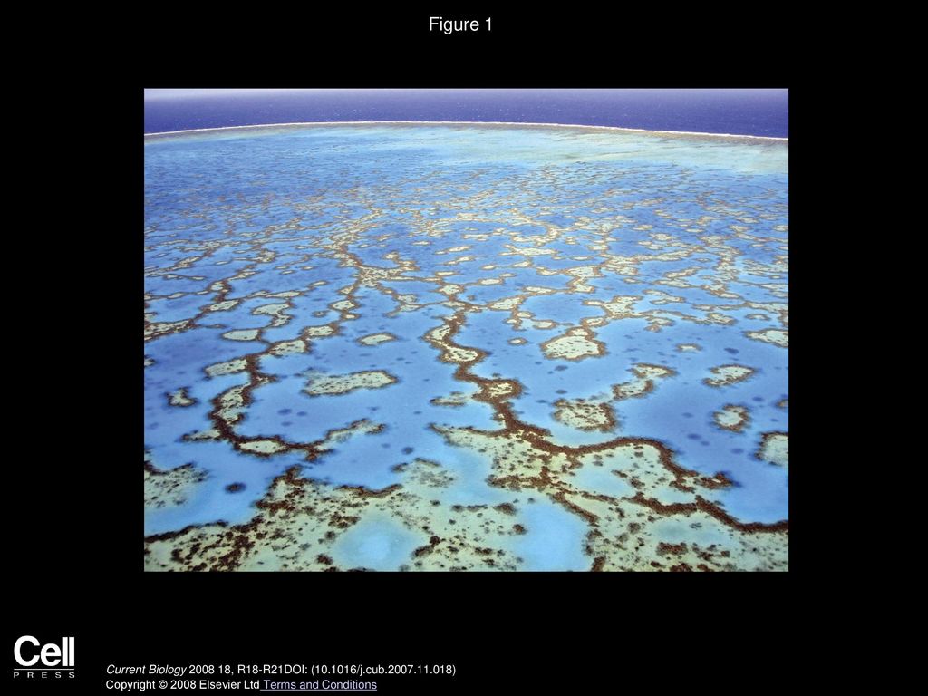 Figure 1 Aerial view of the coral reefs of Heron Island, Great Barrier Reef, Australia. Photo courtesy of Ove Hoegh-Guldberg.