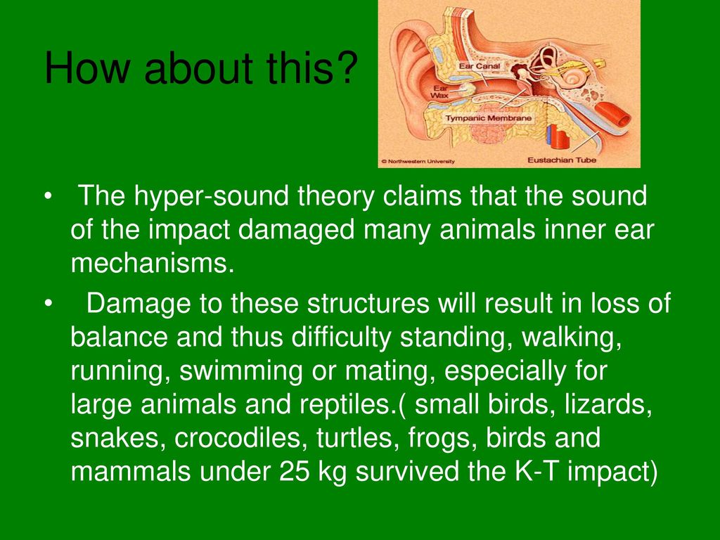 How about this The hyper-sound theory claims that the sound of the impact damaged many animals inner ear mechanisms.