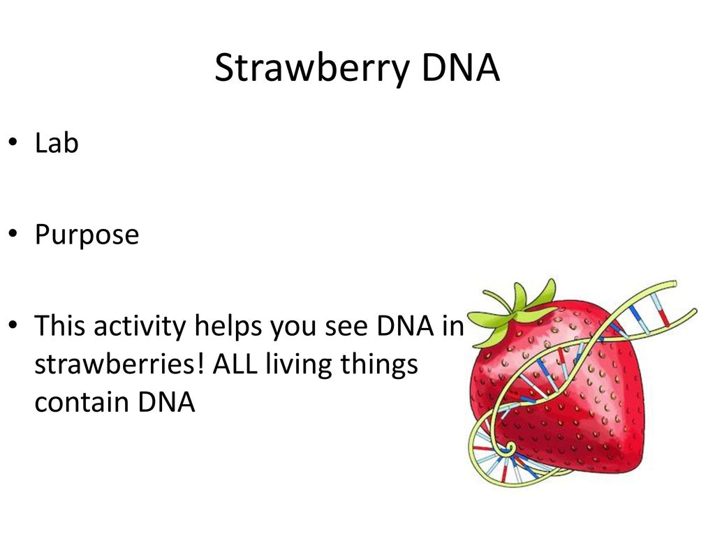 Strawberry DNA Lab Purpose