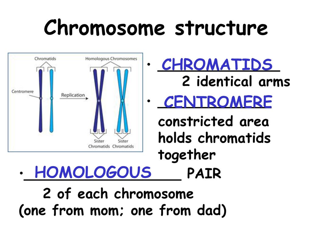 CELL GROWTH & DIVISION. - ppt download