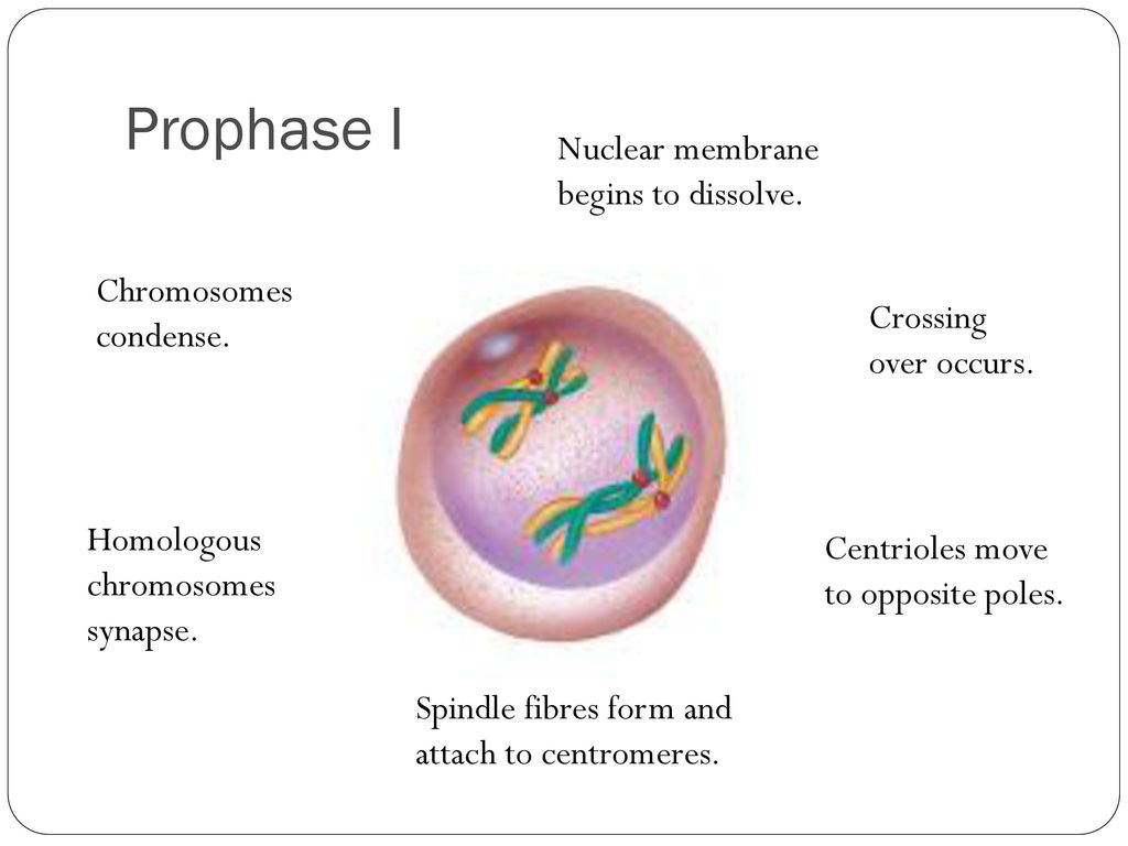 Chapter 17 Section Meiosis Biology Diagrams