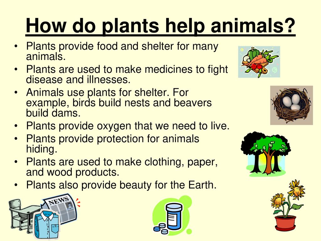 How can we help you. Animals and Plants презентация. Animals топик 3 класс. Пересказ текста animals and Plants. Speaking about animals Grade 1 класс.