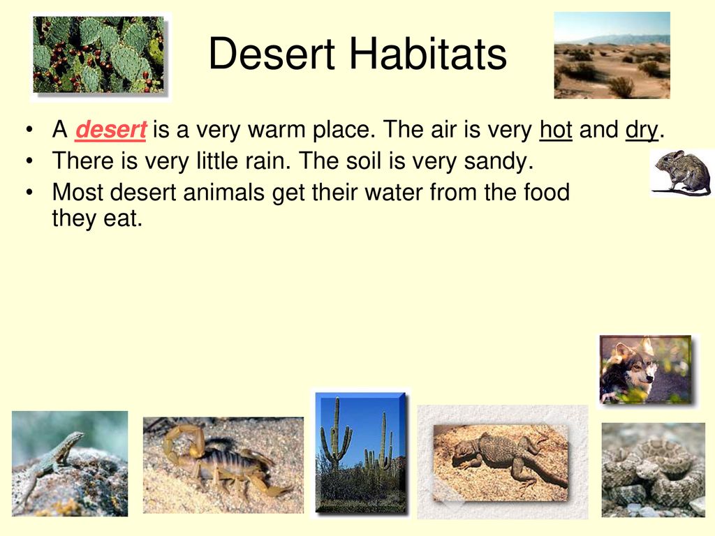 Habitats For Plants And Animals Ppt Download