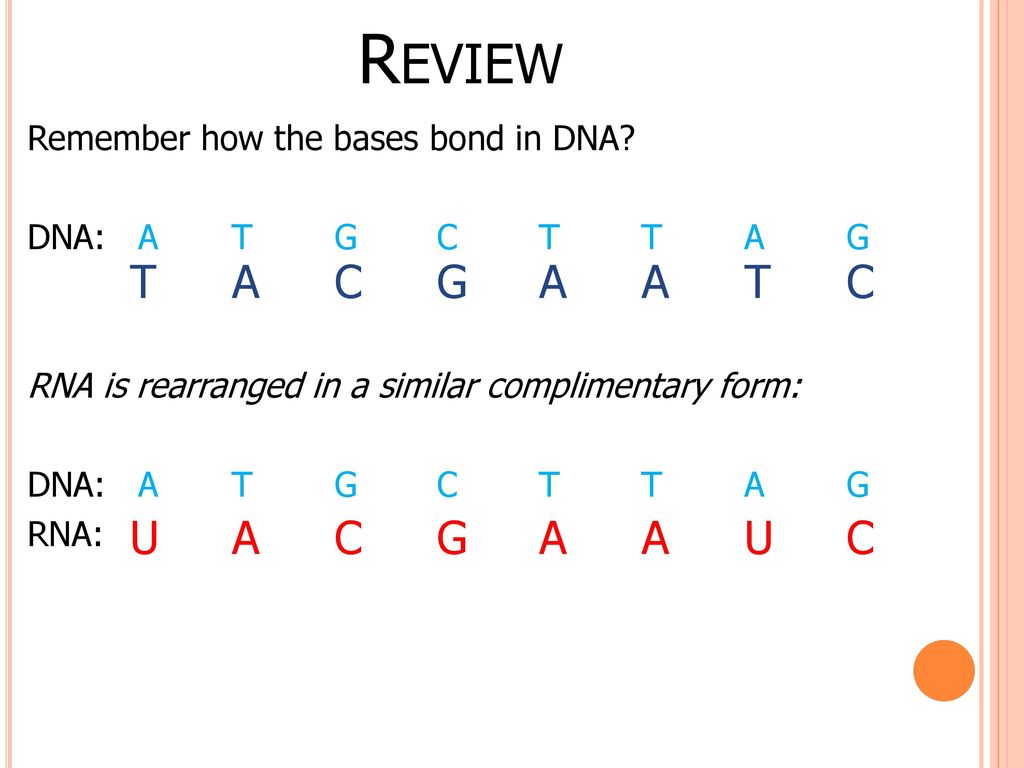 Protein Synthesis Review What Is Rna And Why Is It Important Ppt Download