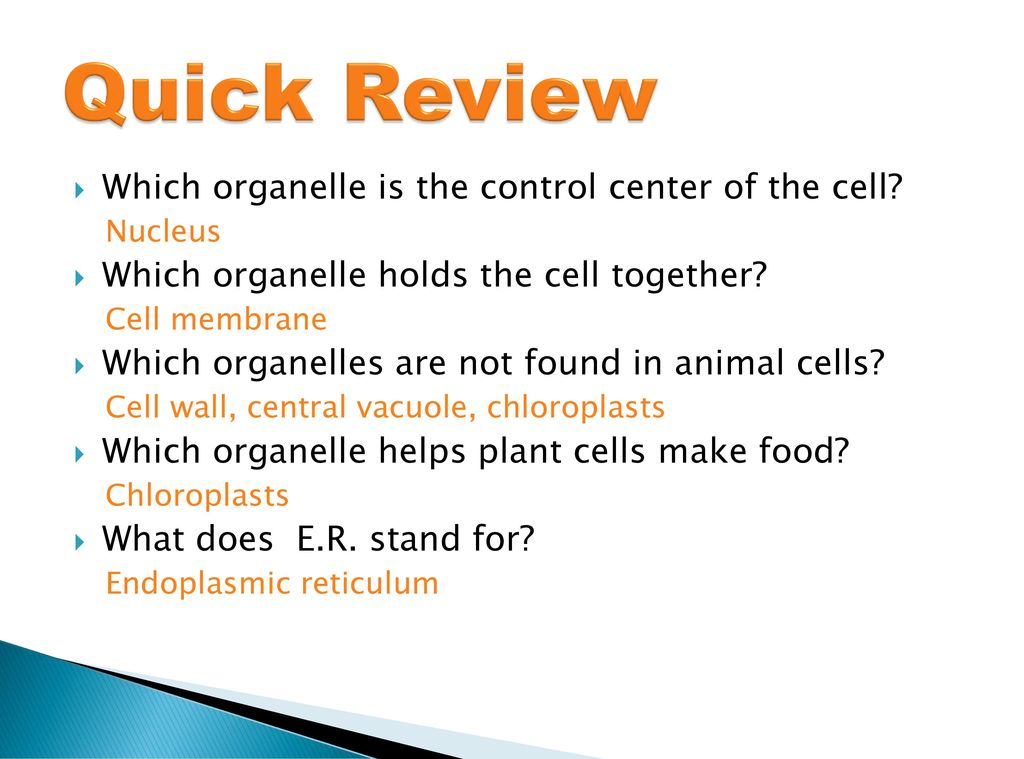Quick Review Which organelle is the control center of the cell