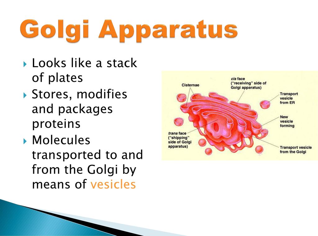 Golgi Apparatus Looks like a stack of plates
