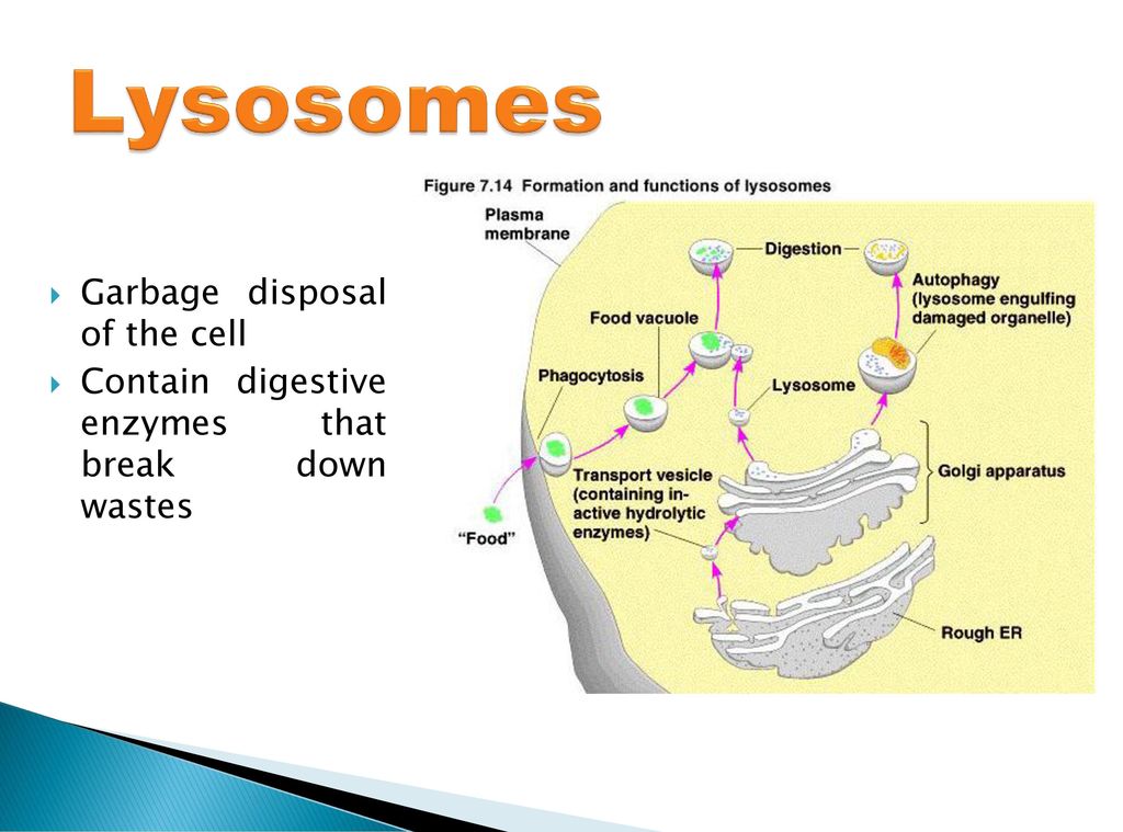 Lysosomes Garbage disposal of the cell