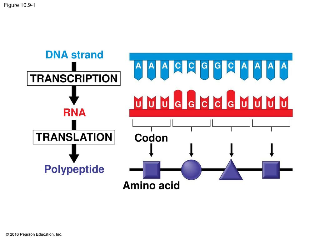 Рнк перевод. RNA Transcription. DNA Transcription. DNA Transcription and translation. DNA RNA Protein.