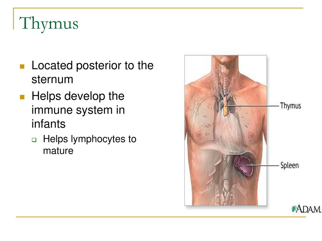 Иммунная система тимус. Immune System Thymus. Medulla тимуса.