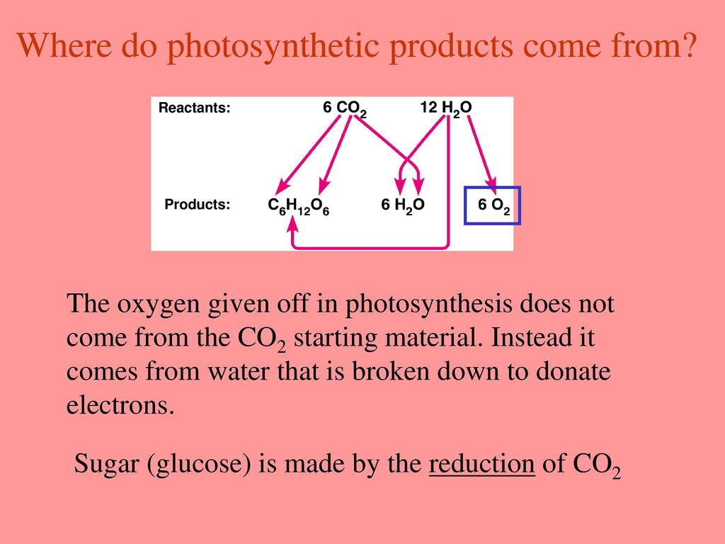 Where do photosynthetic products come from