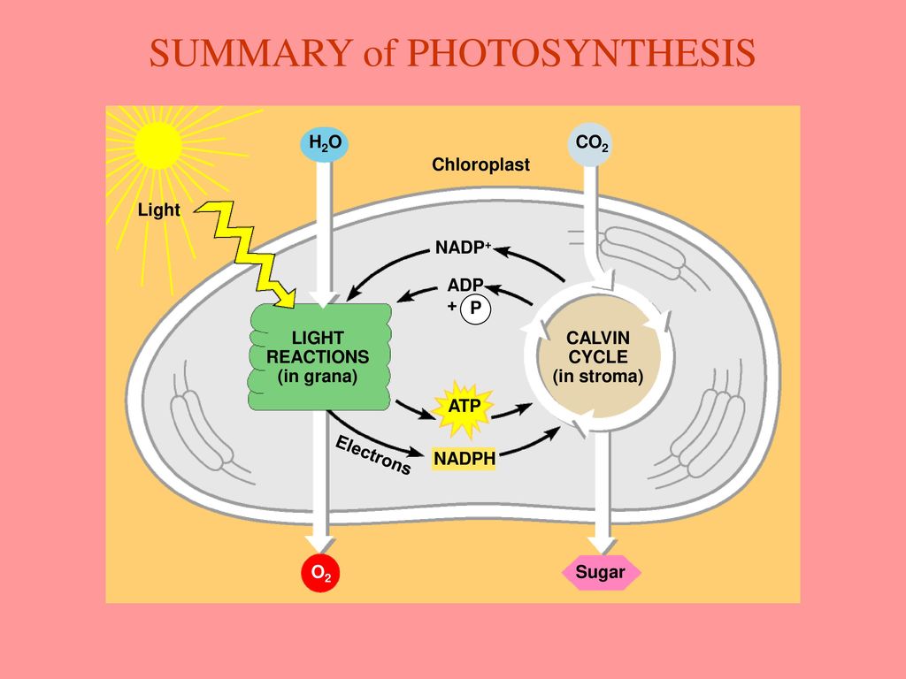 LIGHT REACTIONS (in grana) CALVIN CYCLE (in stroma)
